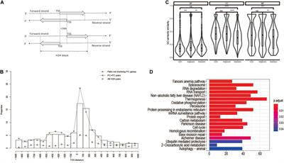 Pan-Cancer Analysis of Head-to-Head Gene Pairs in Terms of Transcriptional Activity, Co-expression and Regulation